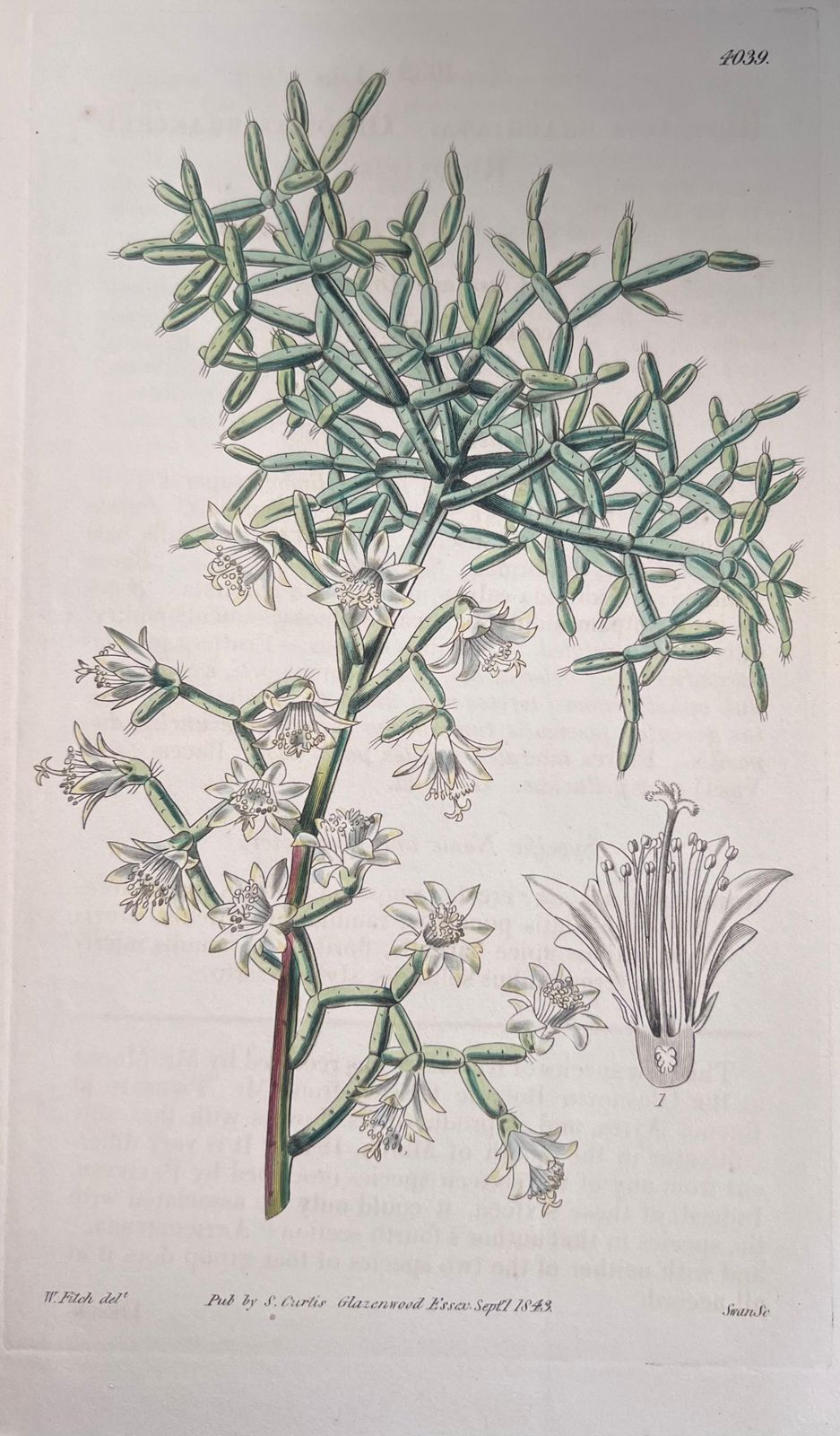 Unknownset Of Six Fine Antique British Hand Coloured Botanical Prints, Circa 1900'searly Mid 19th Century photo vinterior