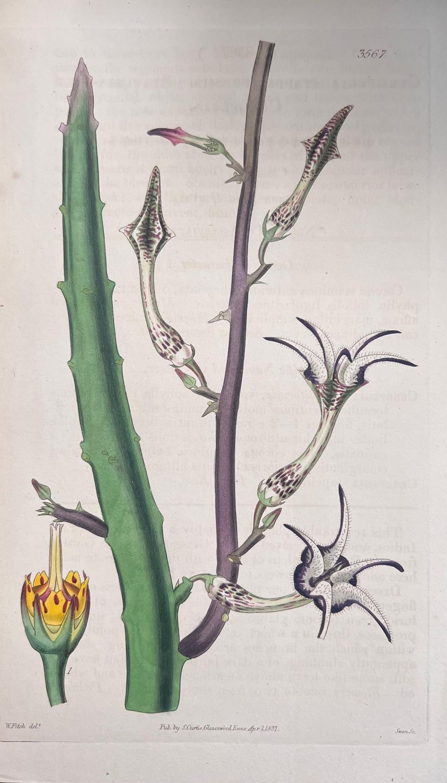 Unknownset Of Six Fine Antique British Hand Coloured Botanical Prints, Circa 1900'searly Mid 19th Century photo buy