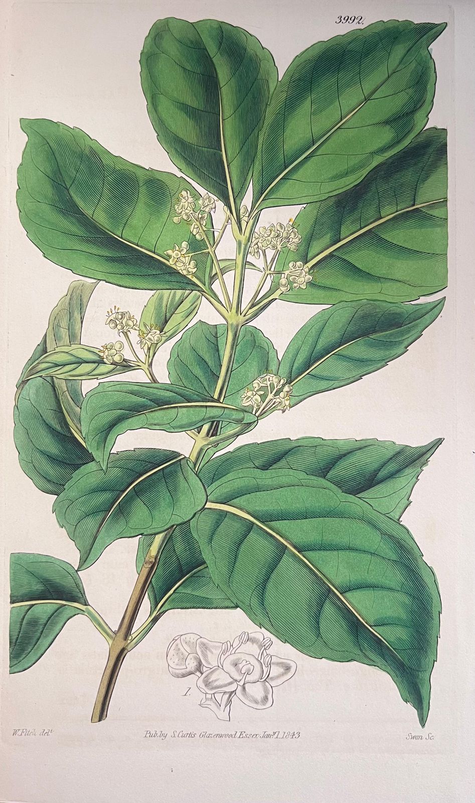 Unknownset Of Six Fine Antique British Hand Coloured Botanical Prints, Circa 1900'searly Mid 19th Century photo furniture