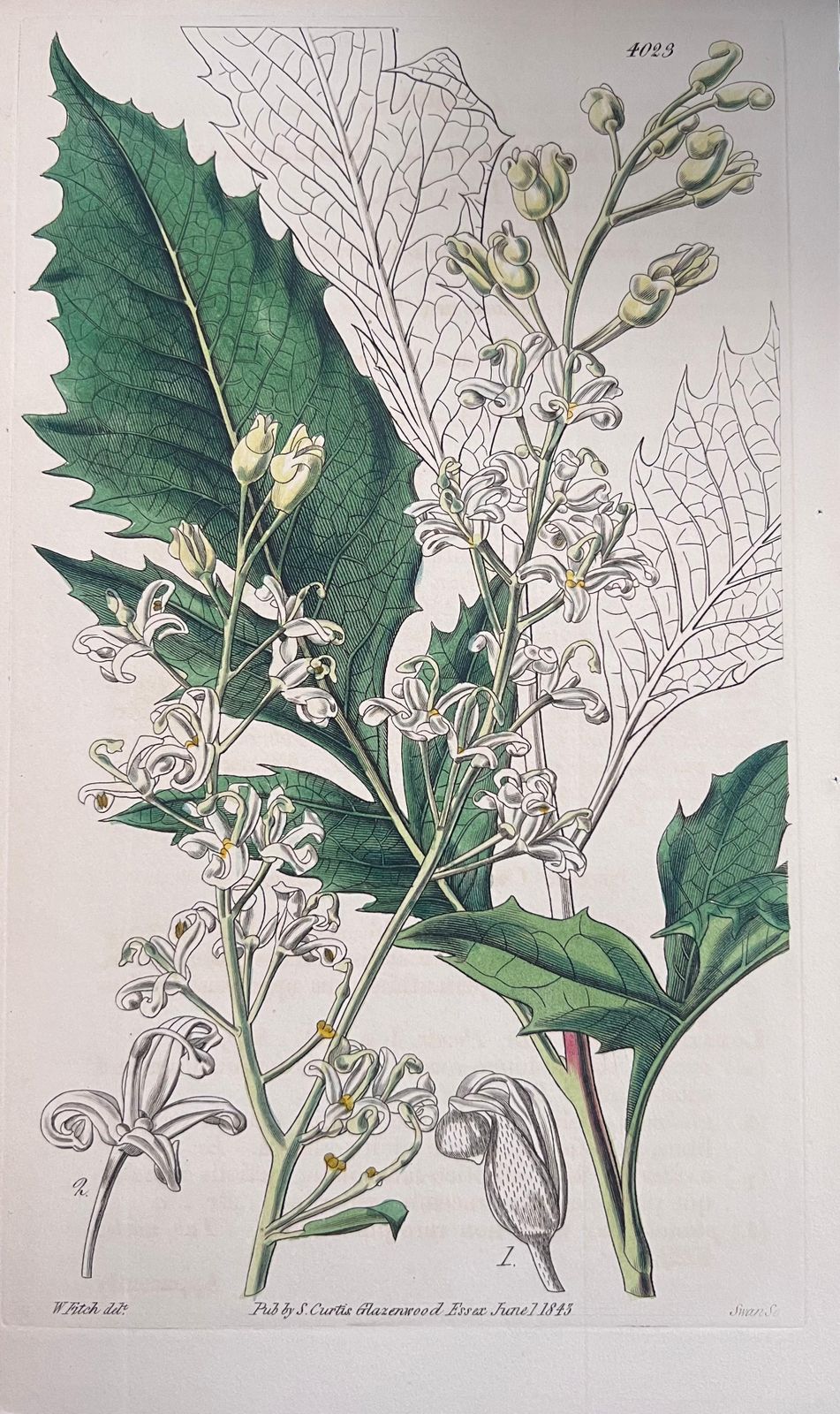 Unknownset Of Six Fine Antique British Hand Coloured Botanical Prints, Circa 1900'searly Mid 19th Century photo 408.0