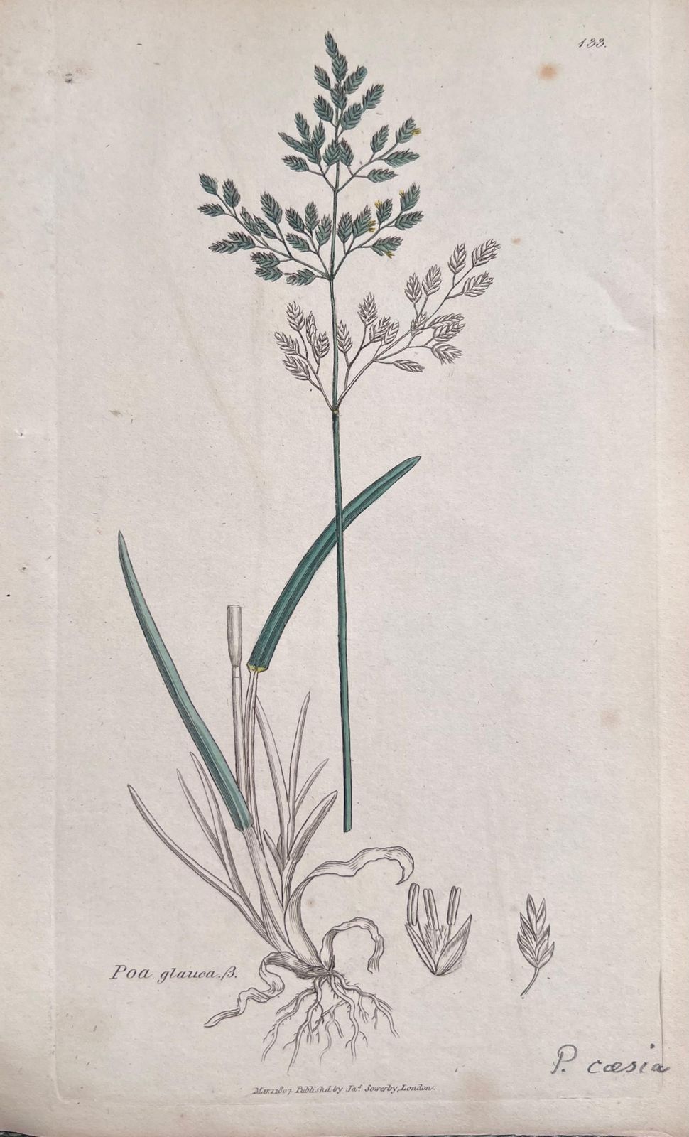 Unknownset Of Six Fine Antique British Hand Coloured Botanical Prints, Circa 1900'searly Mid 19th Century photo for sale