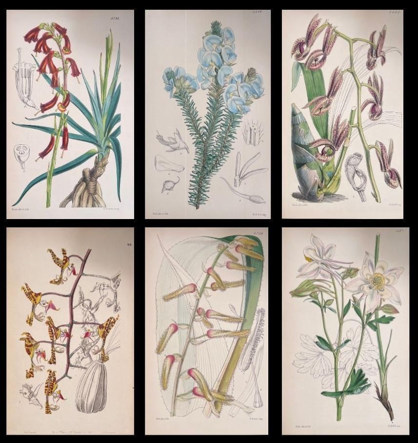 Unknownset Of Six Fine Antique British Hand Coloured Botanical Prints, Circa 1900'searly Mid 19th Century