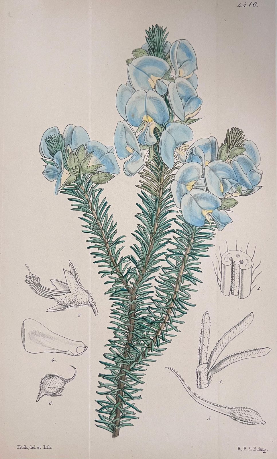 Unknownset Of Six Fine Antique British Hand Coloured Botanical Prints, Circa 1900'searly Mid 19th Century photo furniture