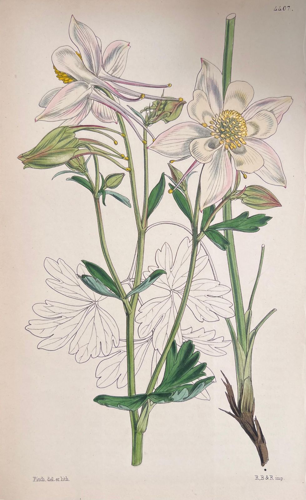 Unknownset Of Six Fine Antique British Hand Coloured Botanical Prints, Circa 1900'searly Mid 19th Century photo buy