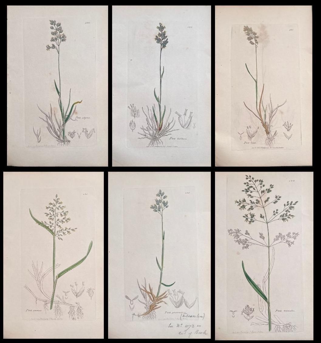 Unknownset Of Six Fine Antique British Hand Coloured Botanical Prints, Circa 1900'searly Mid 19th Century