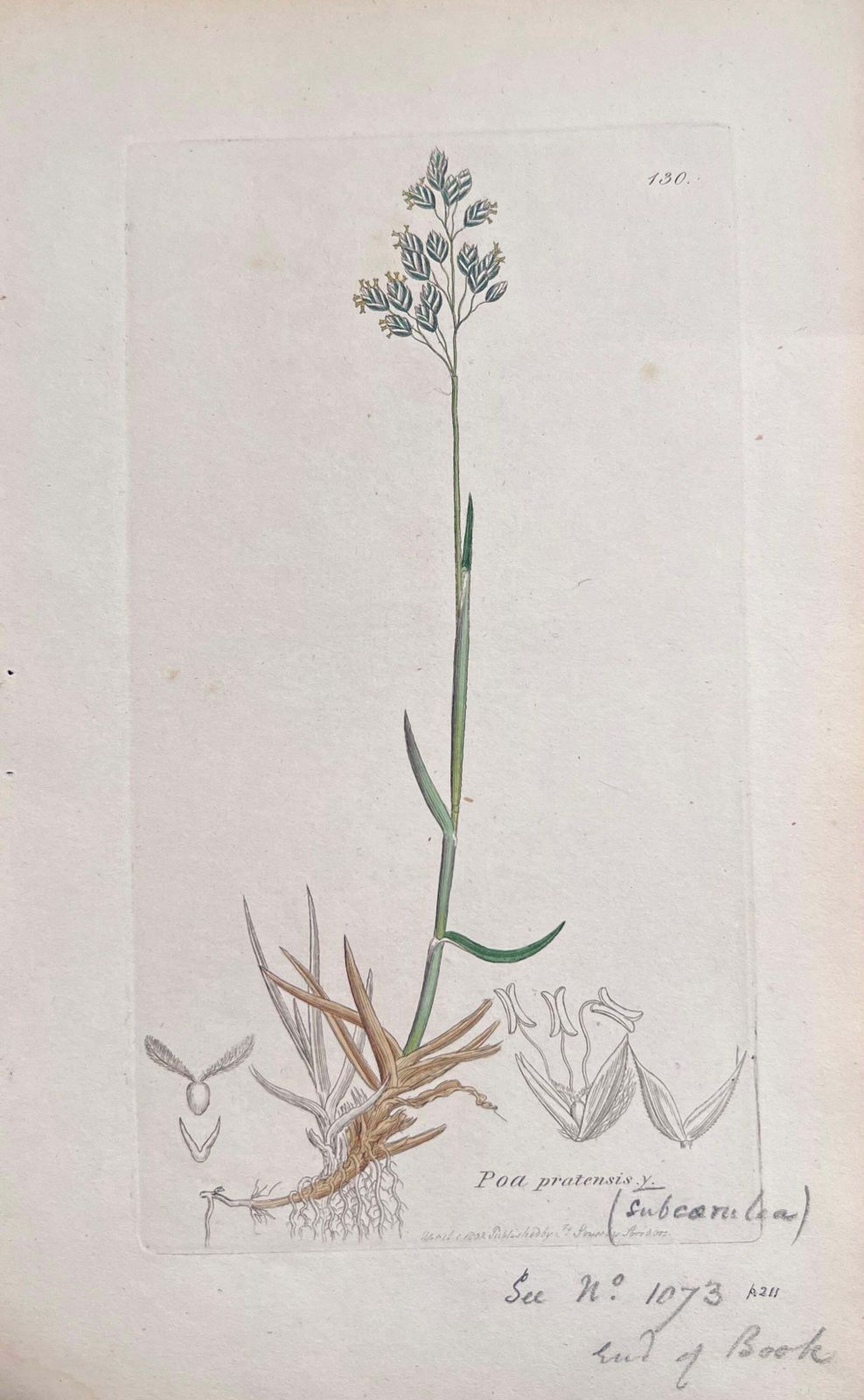 Unknownset Of Six Fine Antique British Hand Coloured Botanical Prints, Circa 1900'searly Mid 19th Century photo vinterior
