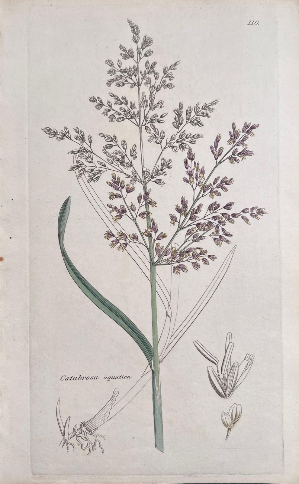 Unknownset Of Six Fine Antique British Hand Coloured Botanical Prints, Circa 1900'searly Mid 19th Century photo for sale