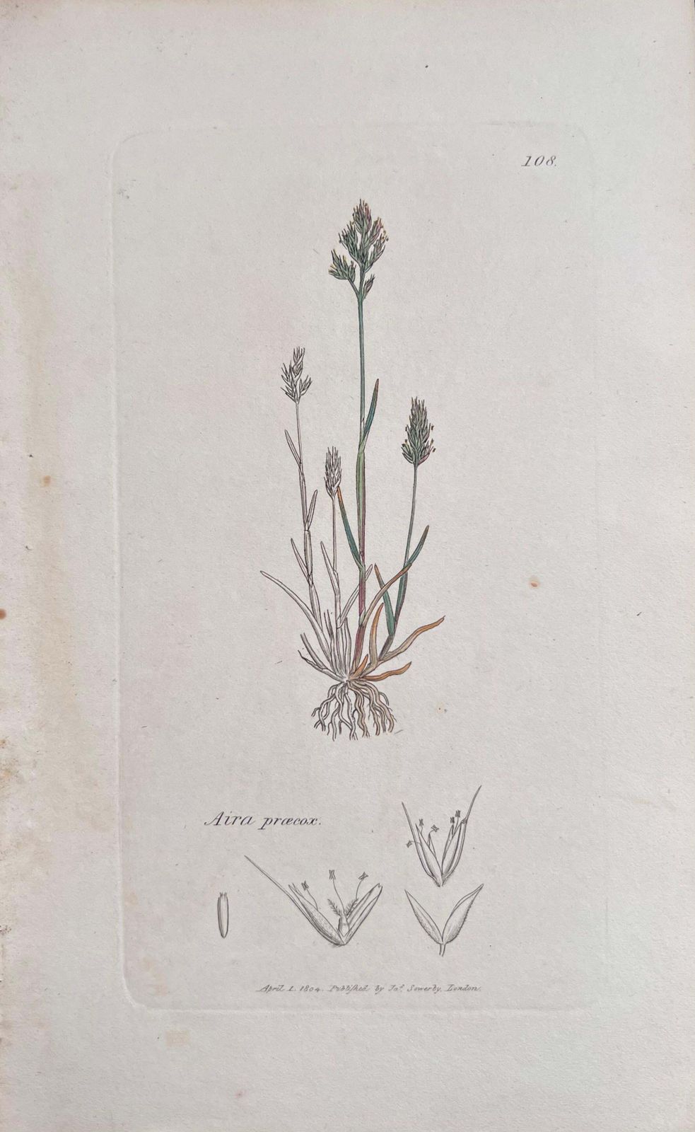Unknownset Of Six Fine Antique British Hand Coloured Botanical Prints, Circa 1900'searly Mid 19th Century photo 407.0