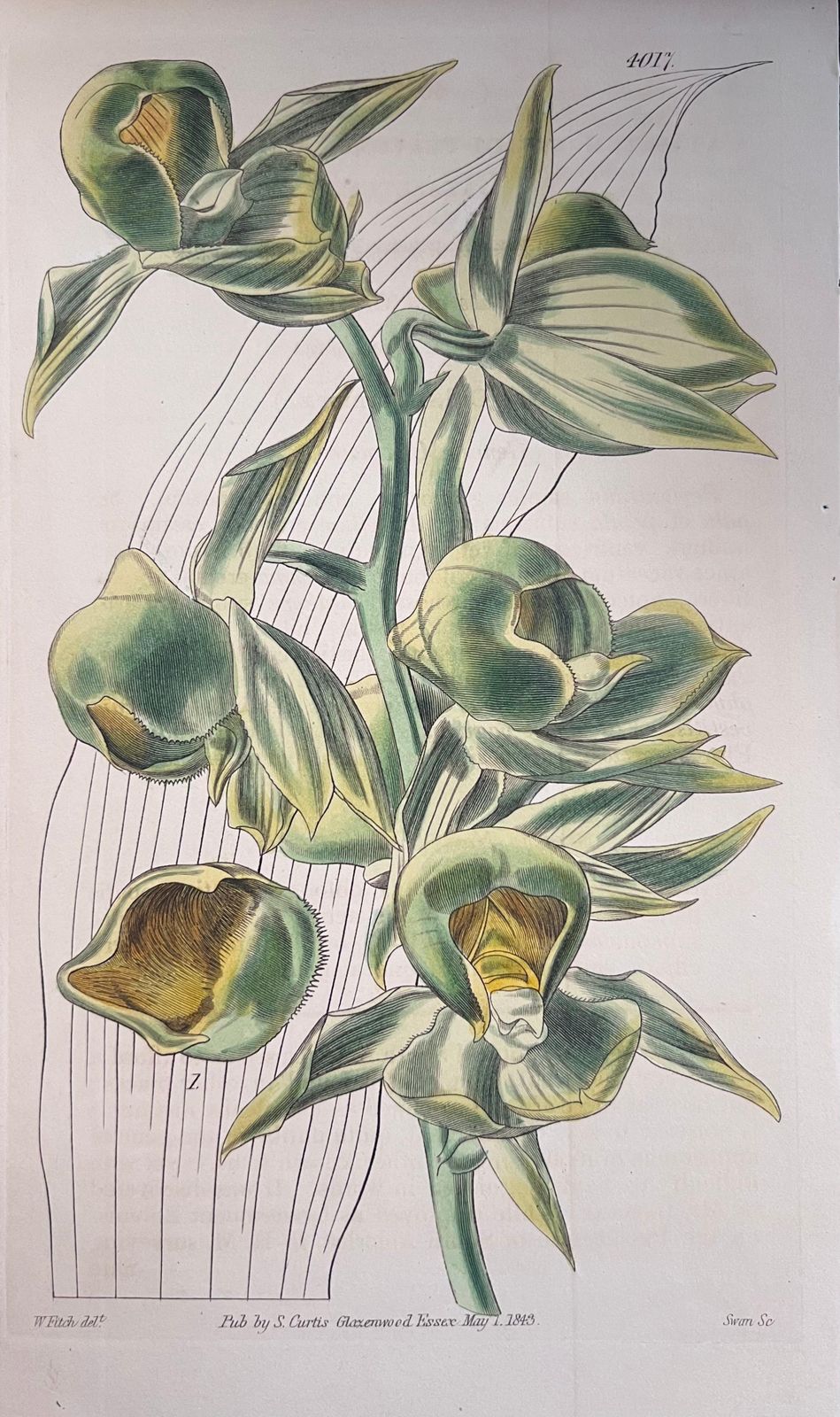 Unknownset Of Six Fine Antique British Hand Coloured Botanical Prints, Circa 1900'searly Mid 19th Century photo furniture