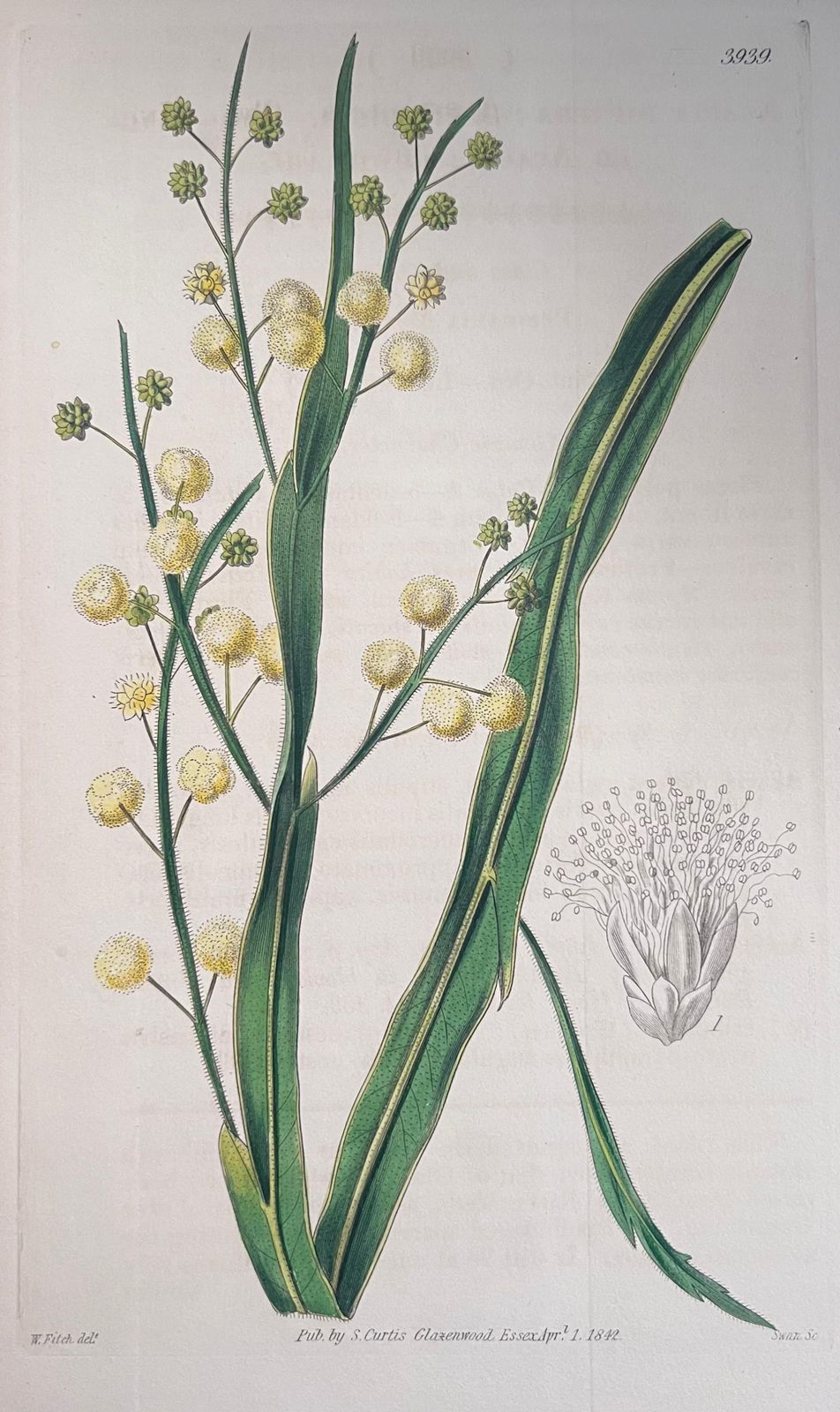 Unknownset Of Six Fine Antique British Hand Coloured Botanical Prints, Circa 1900'searly Mid 19th Century photo Art