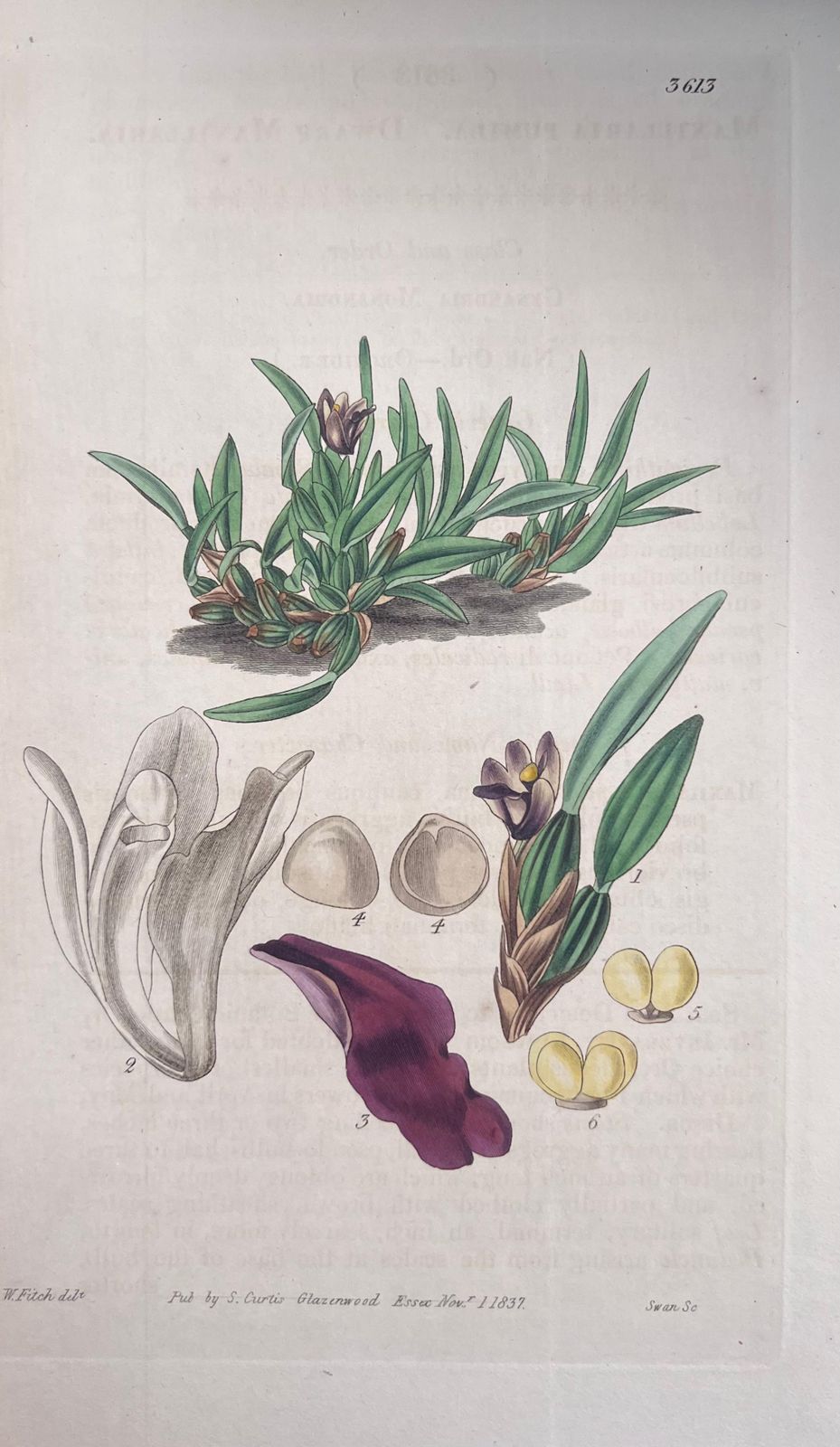 Unknownset Of Six Fine Antique British Hand Coloured Botanical Prints, Circa 1900'searly Mid 19th Century photo buy