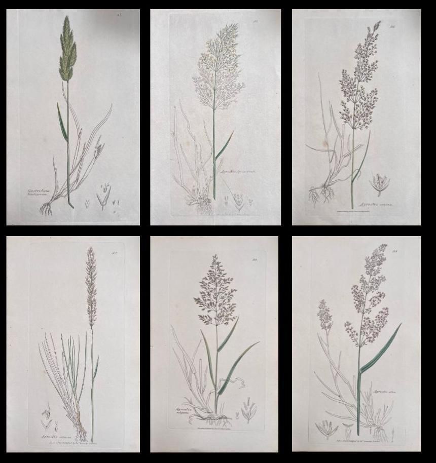 Unknownset Of Six Fine Antique British Hand Coloured Botanical Prints, Circa 1900'searly Mid 19th Century