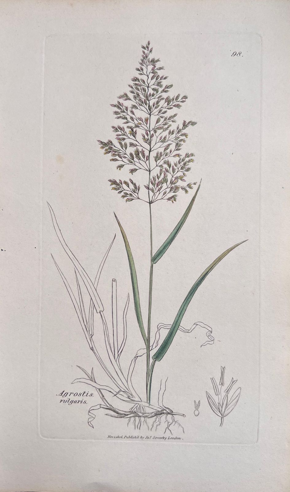 Unknownset Of Six Fine Antique British Hand Coloured Botanical Prints, Circa 1900'searly Mid 19th Century photo vinterior