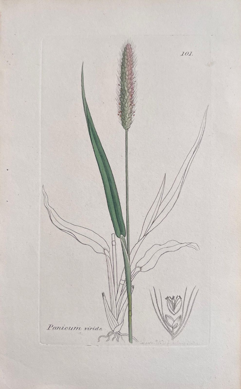 Unknownset Of Six Fine Antique British Hand Coloured Botanical Prints, Circa 1900'searly Mid 19th Century photo 407.0