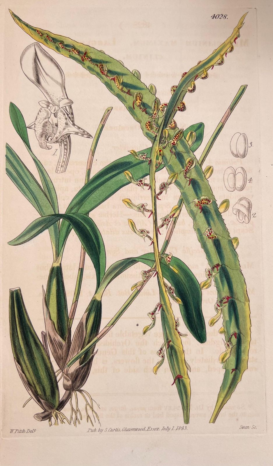 Unknownset Of Six Fine Antique British Hand Coloured Botanical Prints, Circa 1900'searly Mid 19th Century photo Art
