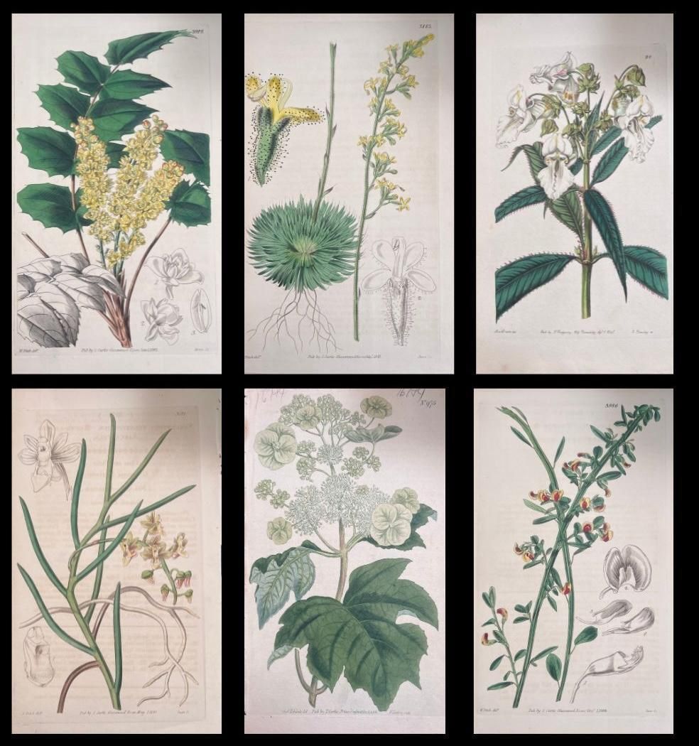 Unknownset Of Six Fine Antique British Hand Coloured Botanical Prints, Circa 1900'searly Mid 19th Century