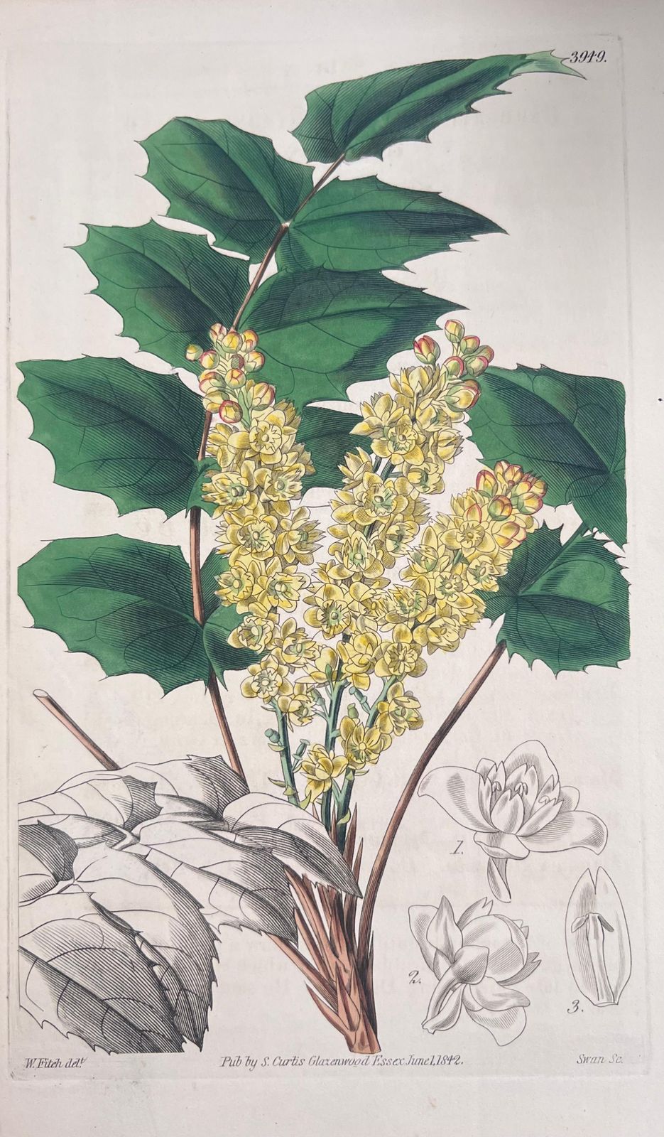 Unknownset Of Six Fine Antique British Hand Coloured Botanical Prints, Circa 1900'searly Mid 19th Century photo 408.0