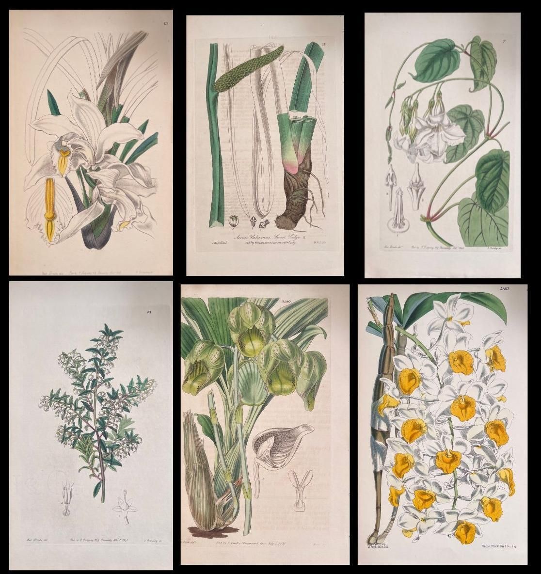 Unknownset Of Six Fine Antique British Hand Coloured Botanical Prints, Circa 1900'searly Mid 19th Century