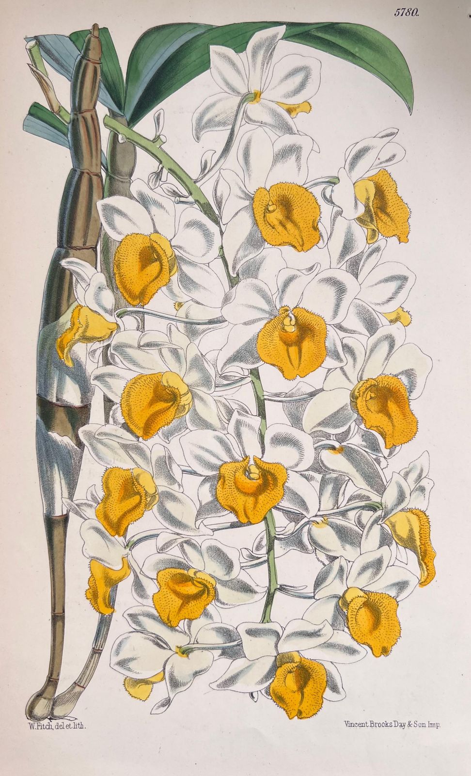 Unknownset Of Six Fine Antique British Hand Coloured Botanical Prints, Circa 1900'searly Mid 19th Century photo furniture