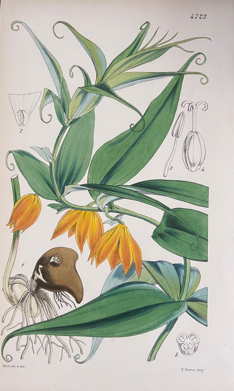 Unknownset Of Six Fine Antique British Hand Coloured Botanical Prints, Circa 1900'searly Mid 19th Century photo 408.0