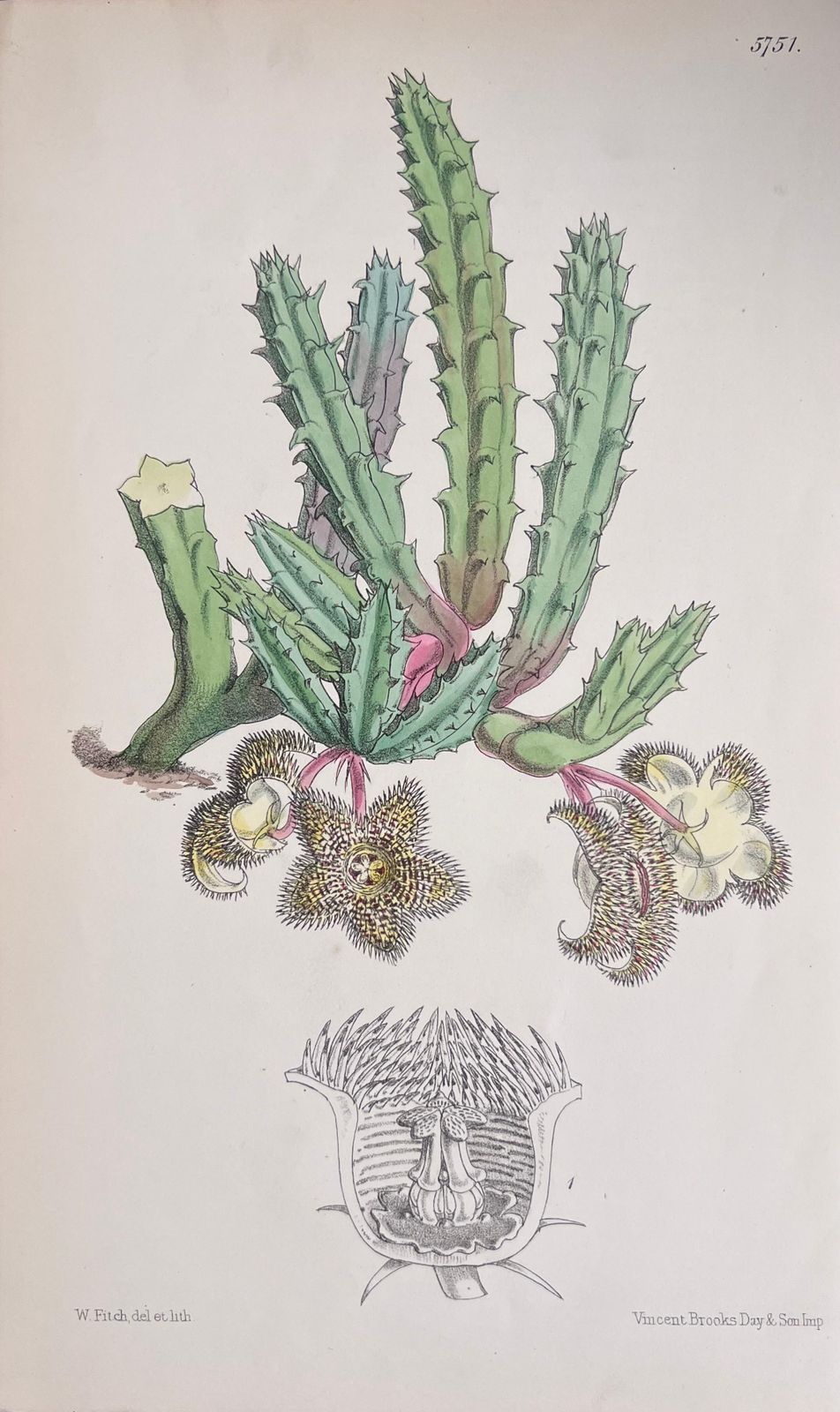 Unknownset Of Six Fine Antique British Hand Coloured Botanical Prints, Circa 1900'searly Mid 19th Century photo vinterior