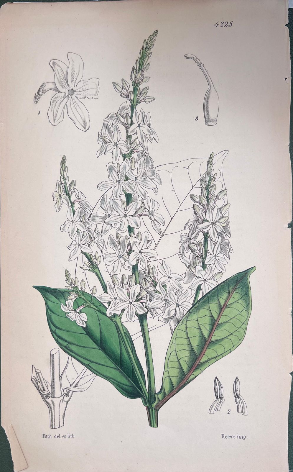 Unknownset Of Six Fine Antique British Hand Coloured Botanical Prints, Circa 1900'searly Mid 19th Century photo furniture