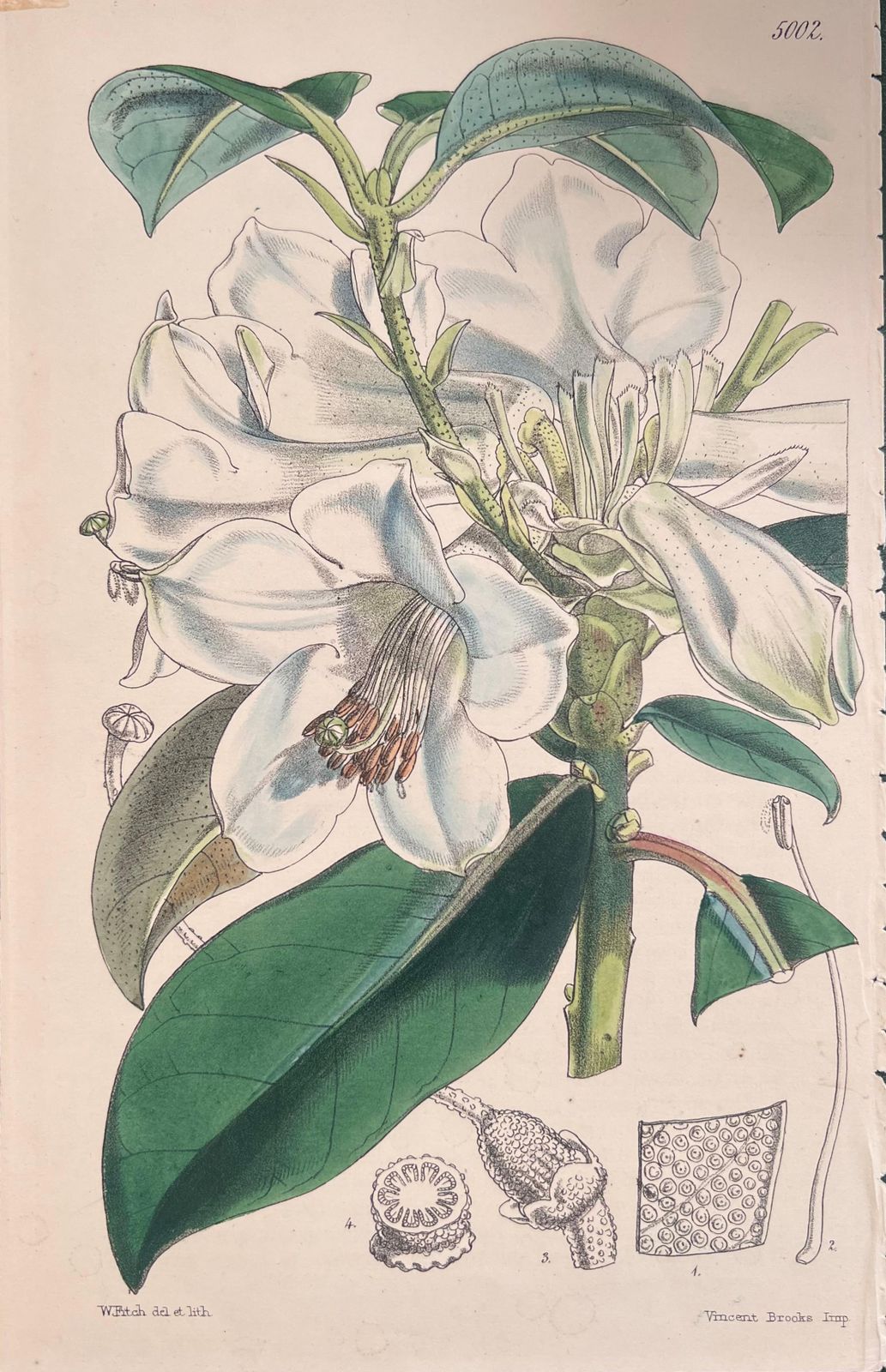 Unknownset Of Six Fine Antique British Hand Coloured Botanical Prints, Circa 1900'searly Mid 19th Century photo Art