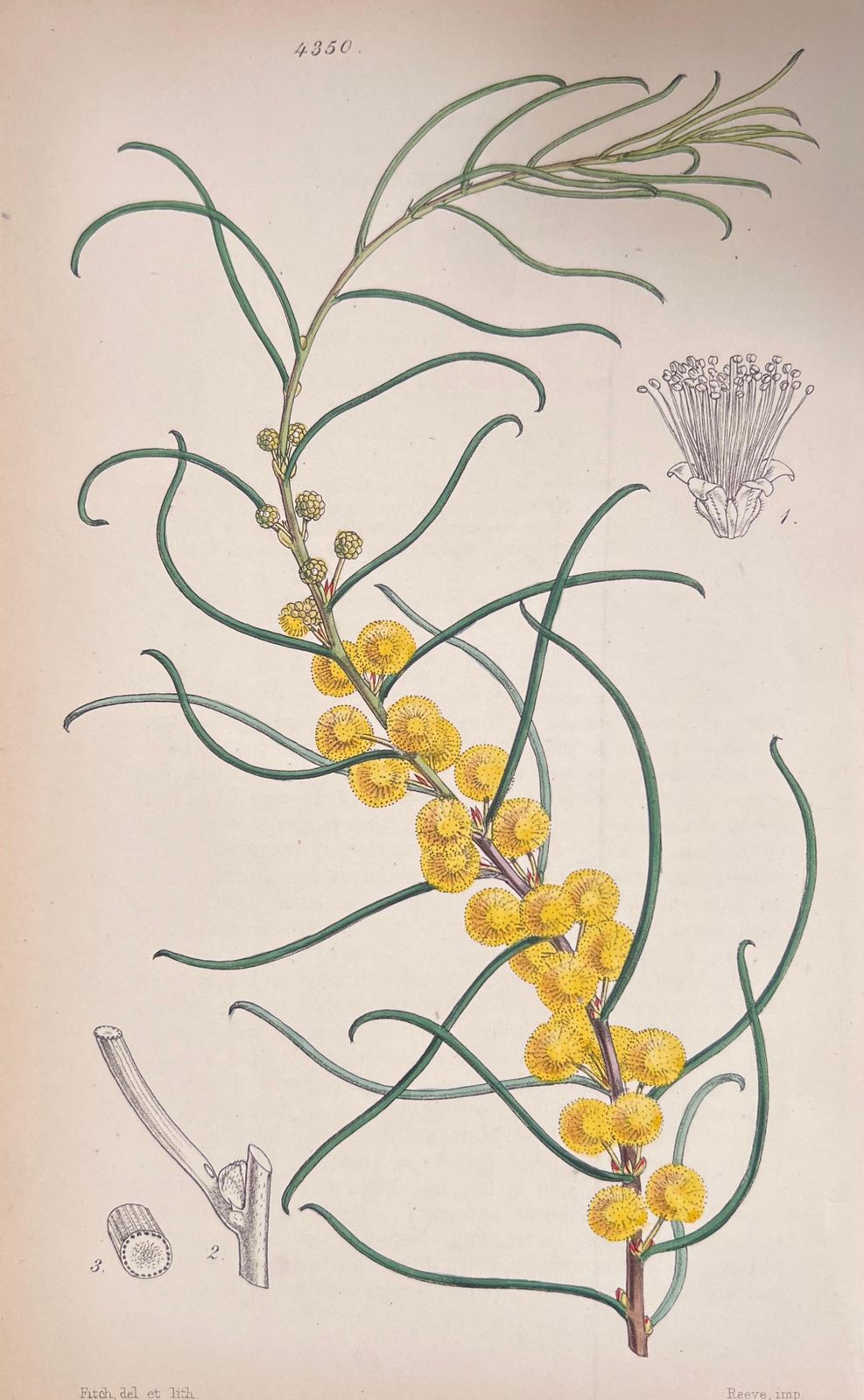 Unknownset Of Six Fine Antique British Hand Coloured Botanical Prints, Circa 1900'searly Mid 19th Century photo 407.0