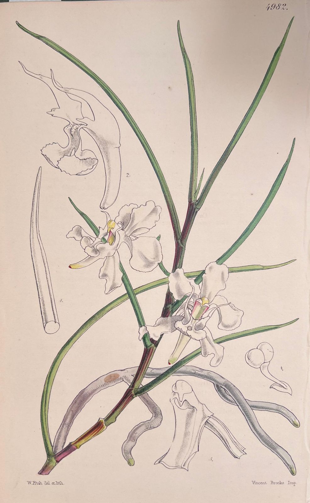 Unknownset Of Six Fine Antique British Hand Coloured Botanical Prints, Circa 1900'searly Mid 19th Century photo buy