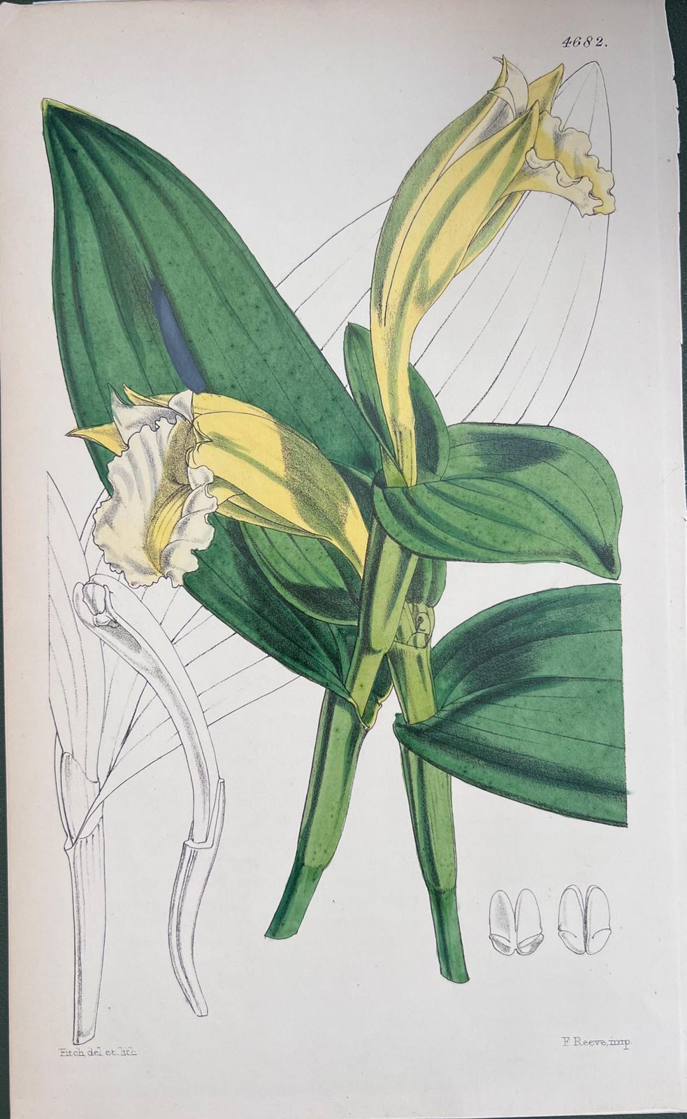 Unknownset Of Six Fine Antique British Hand Coloured Botanical Prints, Circa 1900'searly Mid 19th Century photo Art