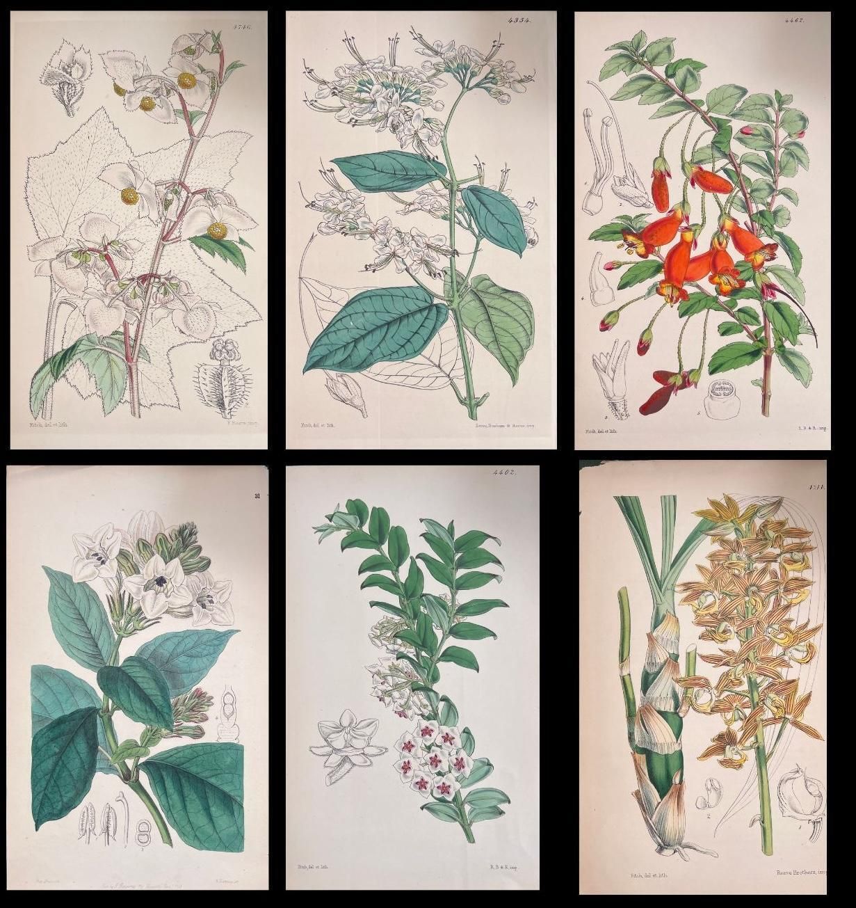 Unknownset Of Six Fine Antique British Hand Coloured Botanical Prints, Circa 1900'searly Mid 19th Century