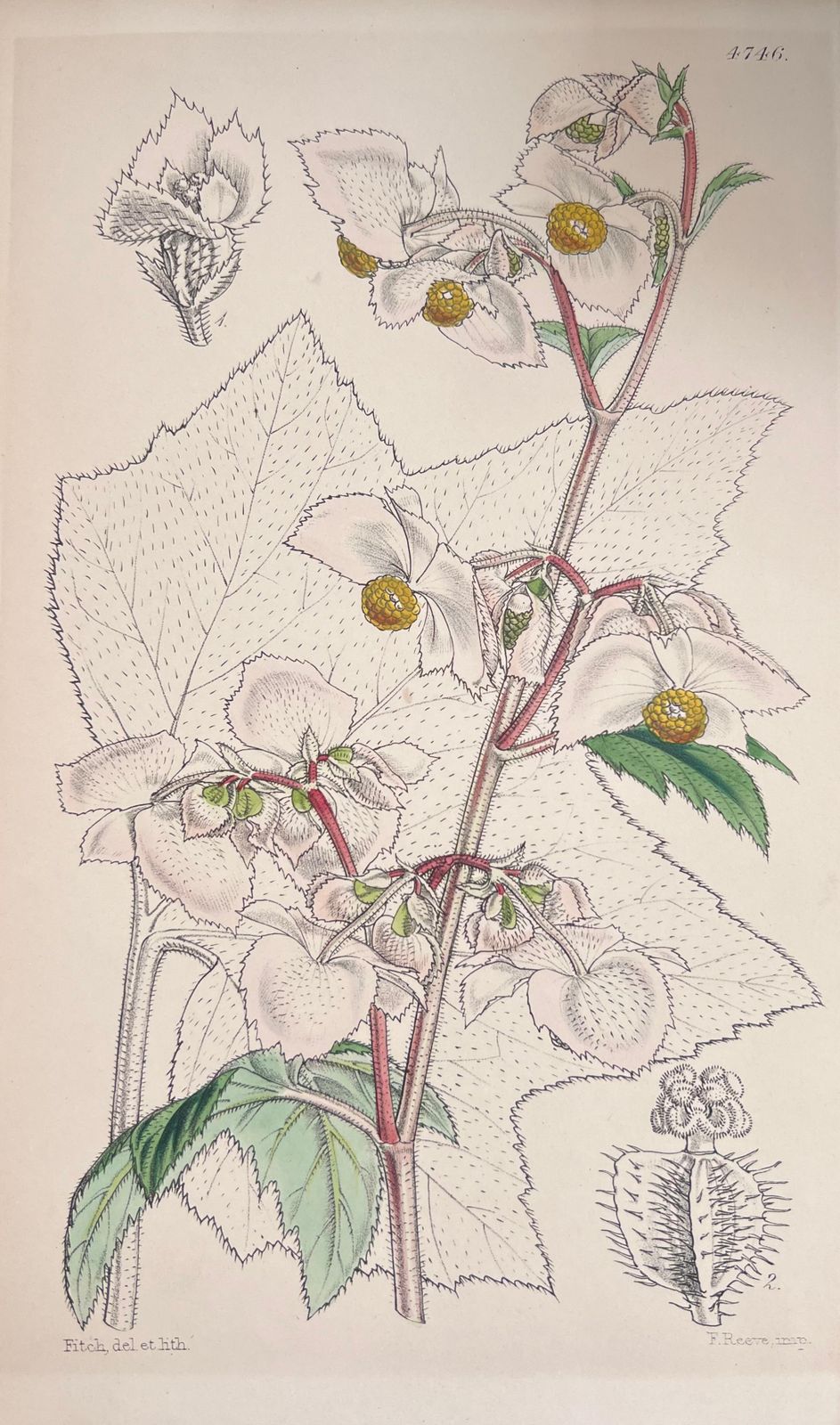 Unknownset Of Six Fine Antique British Hand Coloured Botanical Prints, Circa 1900'searly Mid 19th Century photo furniture