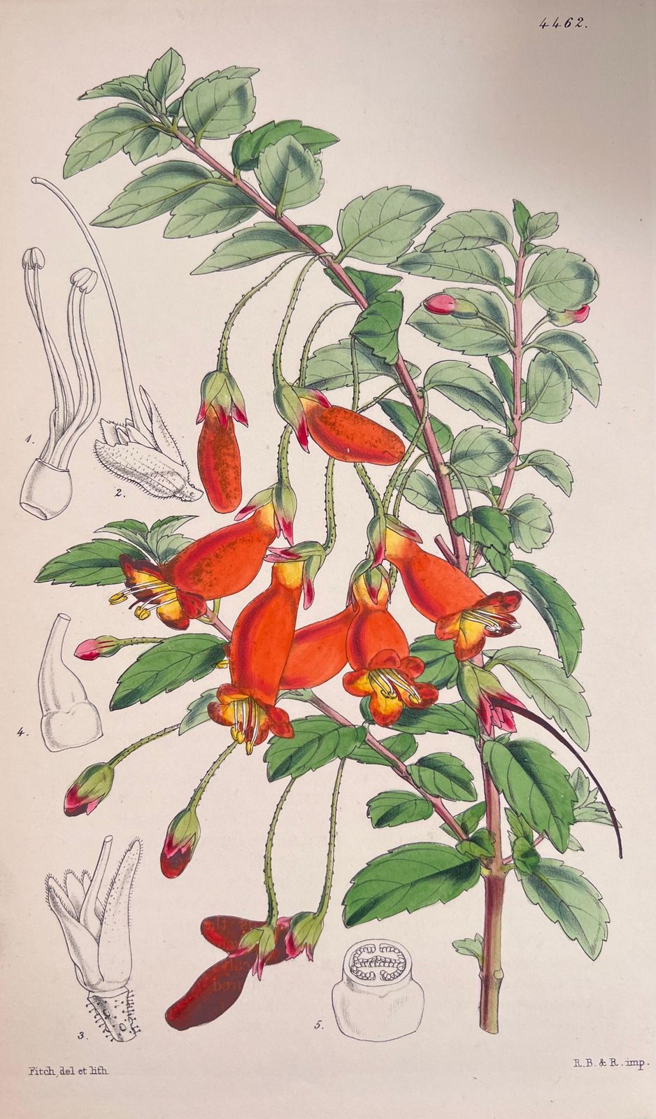 Unknownset Of Six Fine Antique British Hand Coloured Botanical Prints, Circa 1900'searly Mid 19th Century photo for sale