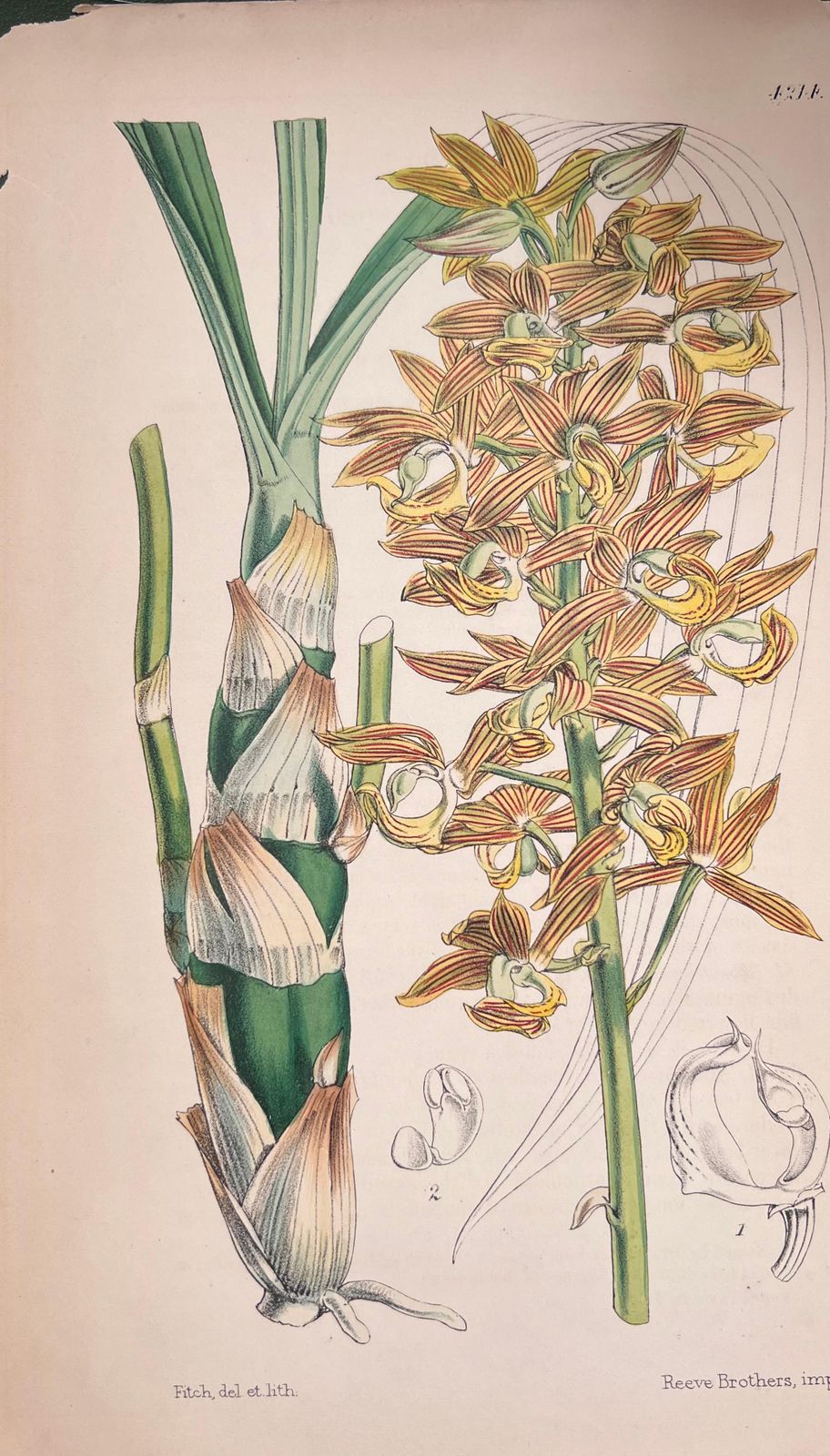 Unknownset Of Six Fine Antique British Hand Coloured Botanical Prints, Circa 1900'searly Mid 19th Century photo 407.0