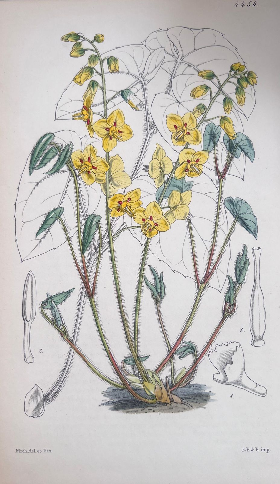 Unknownset Of Six Fine Antique British Hand Coloured Botanical Prints, Circa 1900'searly Mid 19th Century photo for sale