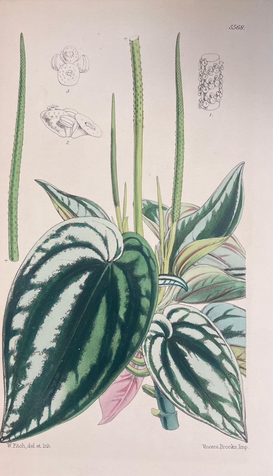Unknownset Of Six Fine Antique British Hand Coloured Botanical Prints, Circa 1900'searly Mid 19th Century photo vinterior