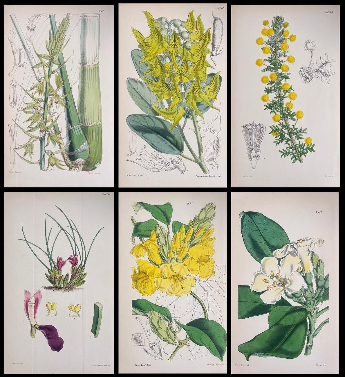 Unknownset Of Six Fine Antique British Hand Coloured Botanical Prints, Circa 1900'searly Mid 19th Century