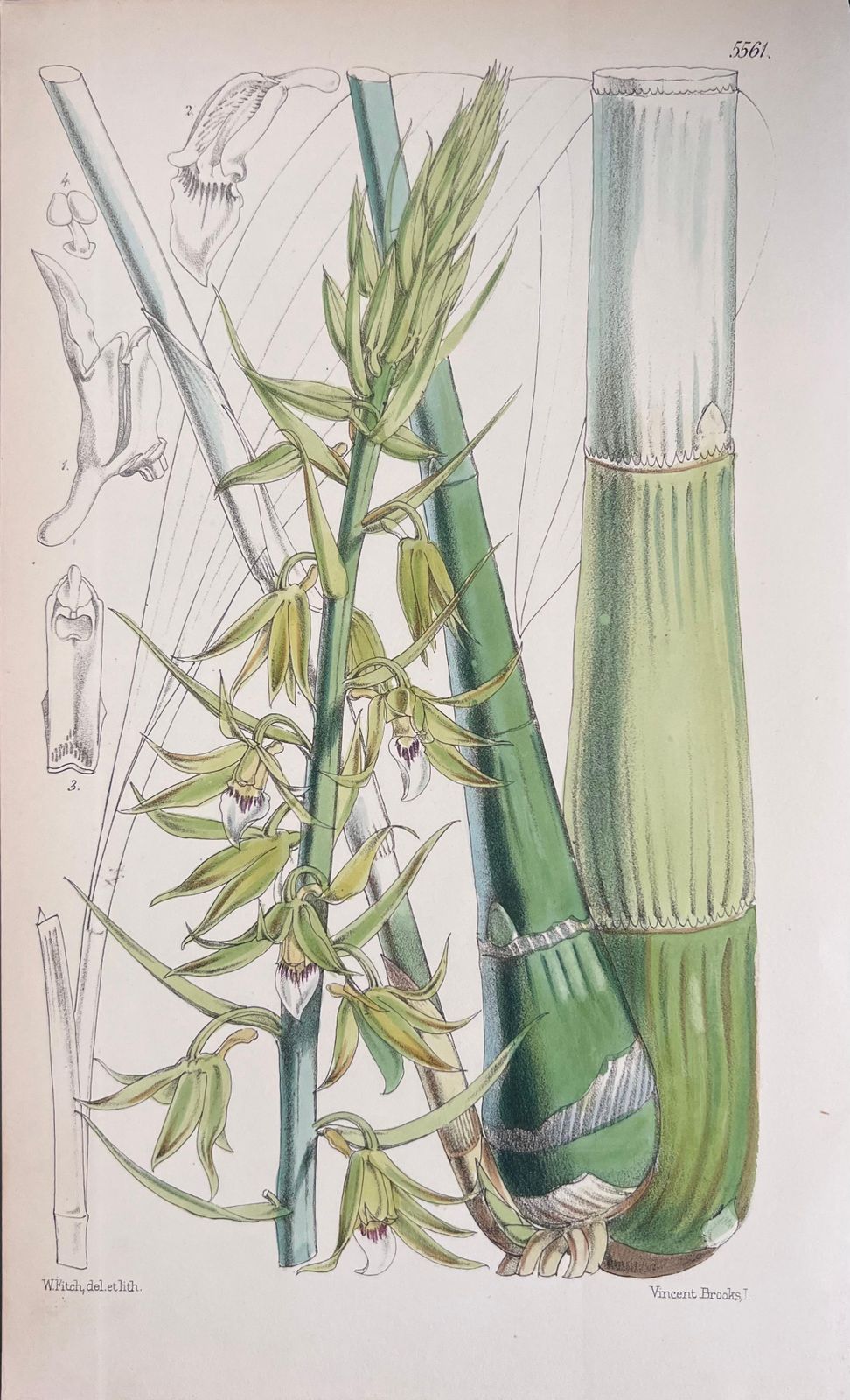 Unknownset Of Six Fine Antique British Hand Coloured Botanical Prints, Circa 1900'searly Mid 19th Century photo for sale