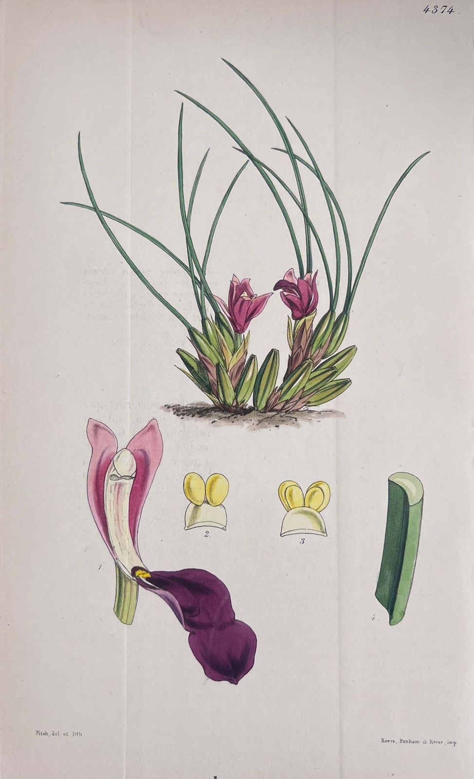 Unknownset Of Six Fine Antique British Hand Coloured Botanical Prints, Circa 1900'searly Mid 19th Century photo 400.0