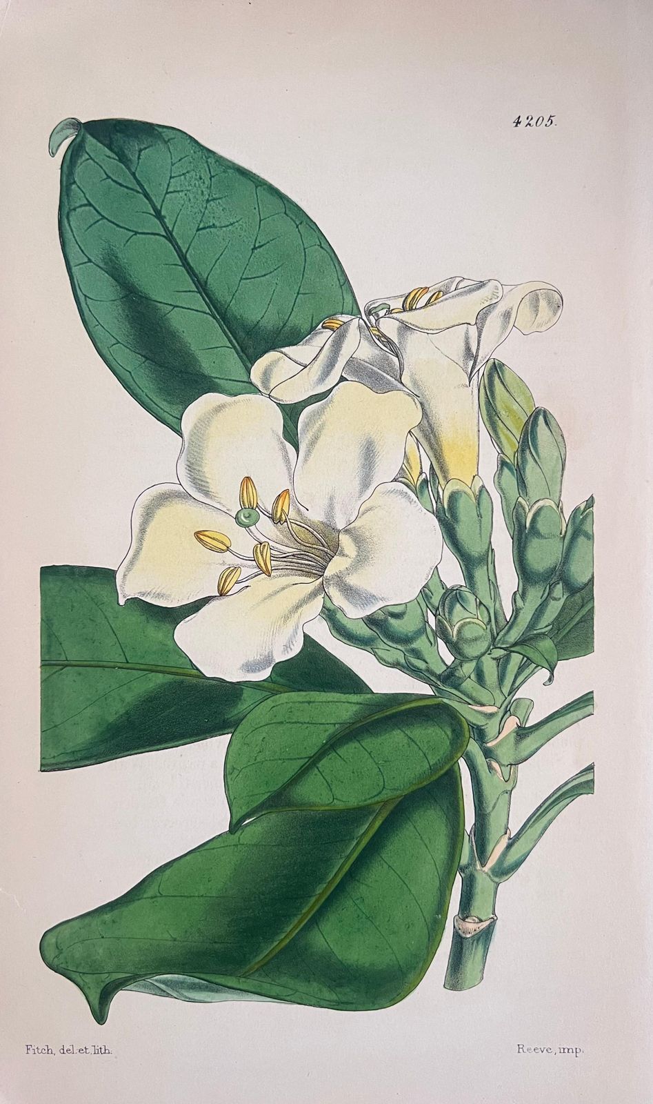 Unknownset Of Six Fine Antique British Hand Coloured Botanical Prints, Circa 1900'searly Mid 19th Century photo buy