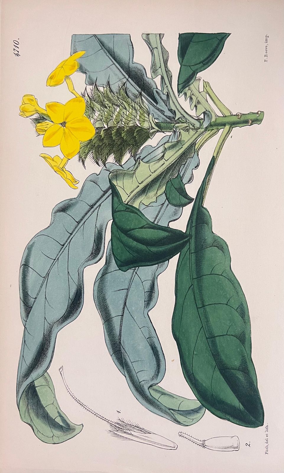 Unknownset Of Six Fine Antique British Hand Coloured Botanical Prints, Circa 1900'searly Mid 19th Century photo for sale