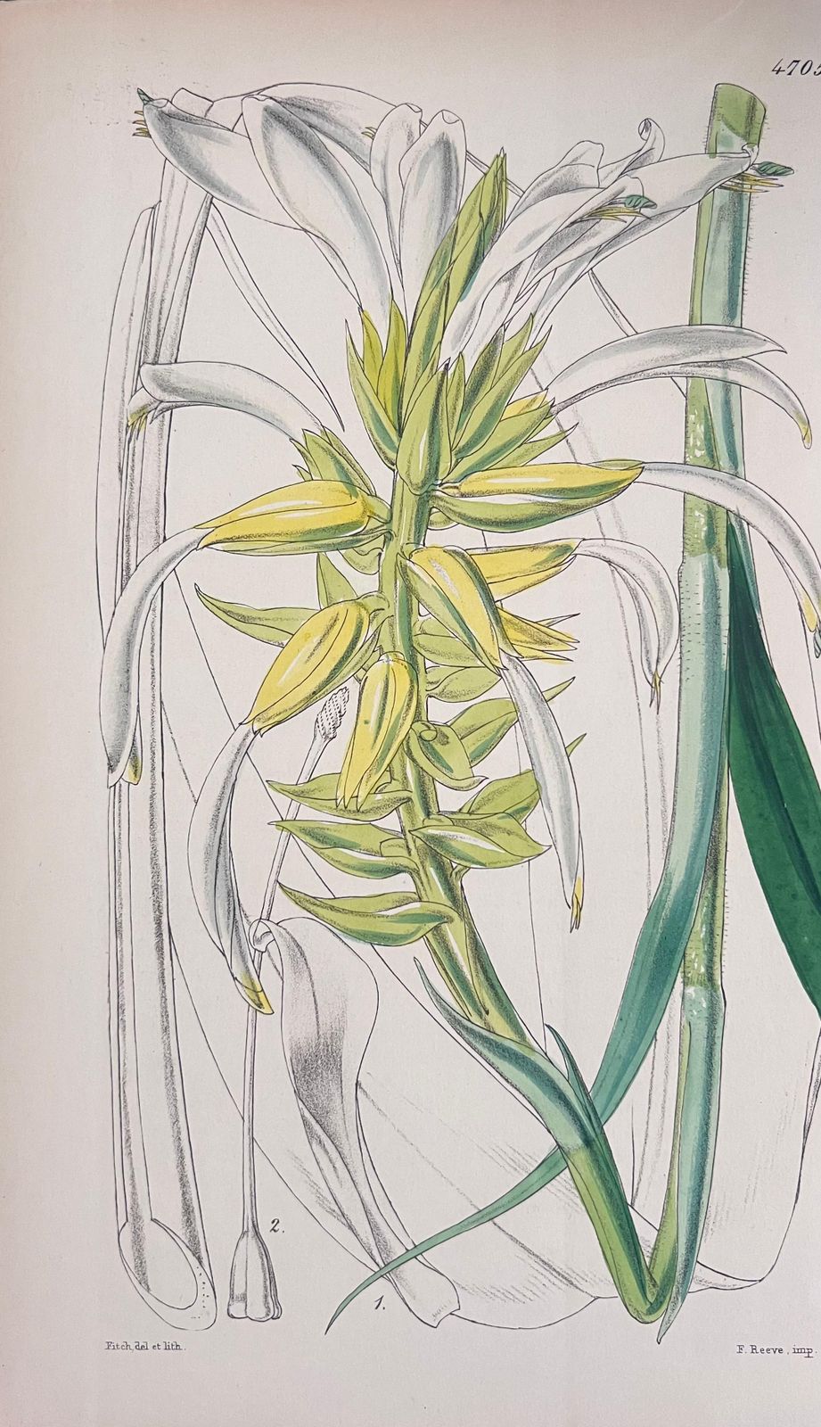 Unknownset Of Six Fine Antique British Hand Coloured Botanical Prints, Circa 1900'searly Mid 19th Century photo 407.0
