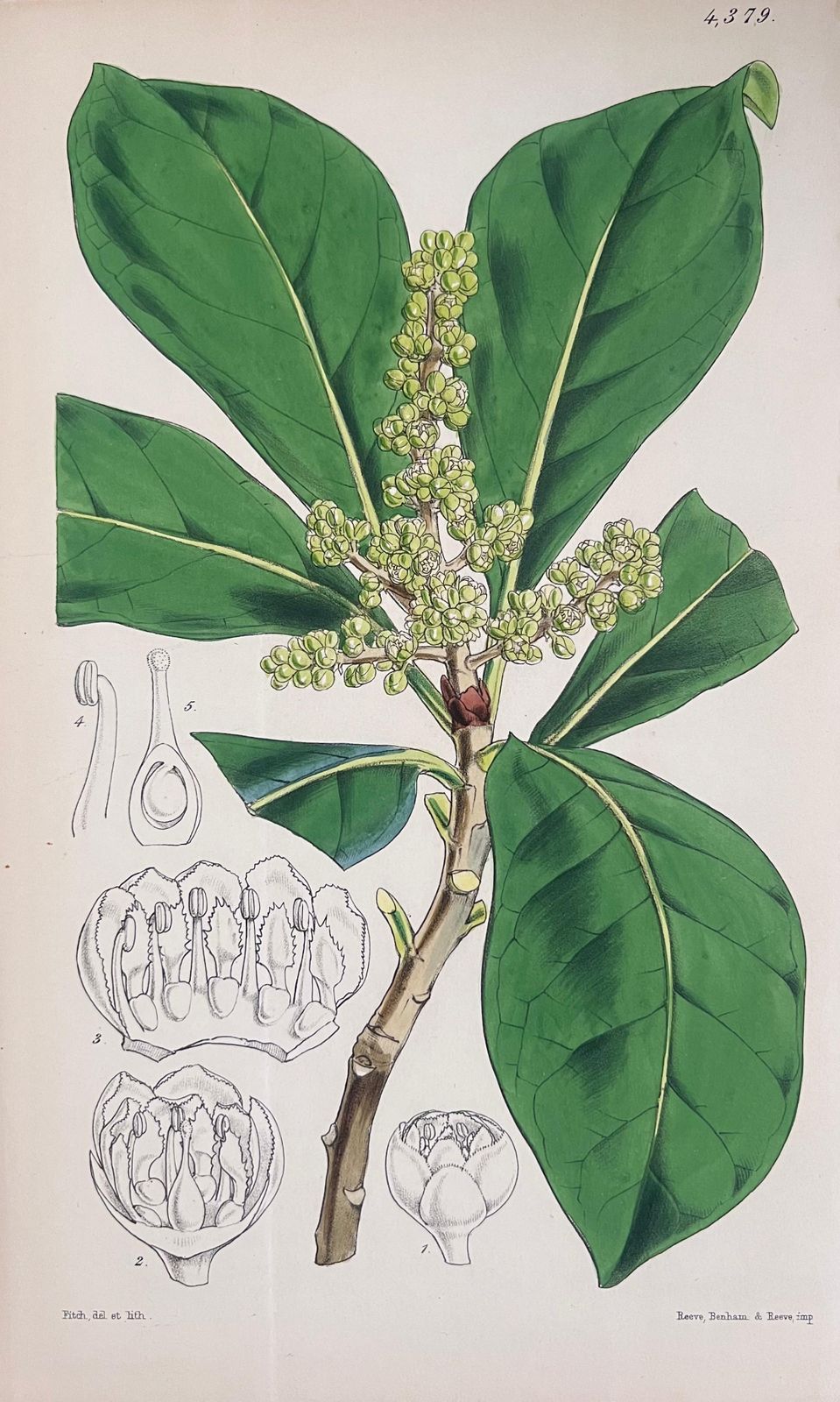Unknownset Of Six Fine Antique British Hand Coloured Botanical Prints, Circa 1900'searly Mid 19th Century photo 407.0