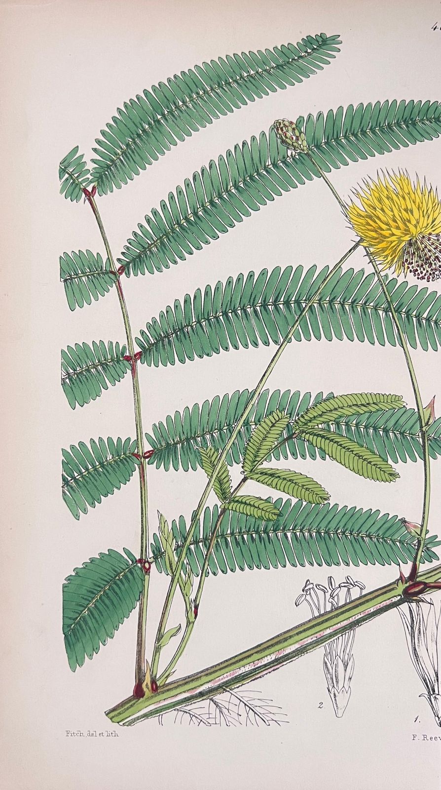 Unknownset Of Six Fine Antique British Hand Coloured Botanical Prints, Circa 1900'searly Mid 19th Century photo for sale