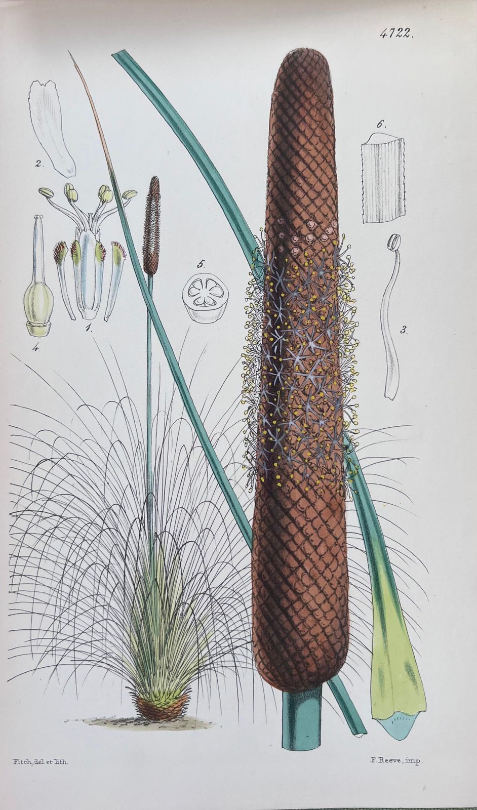 Unknownset Of Six Fine Antique British Hand Coloured Botanical Prints, Circa 1900'searly Mid 19th Century photo for sale