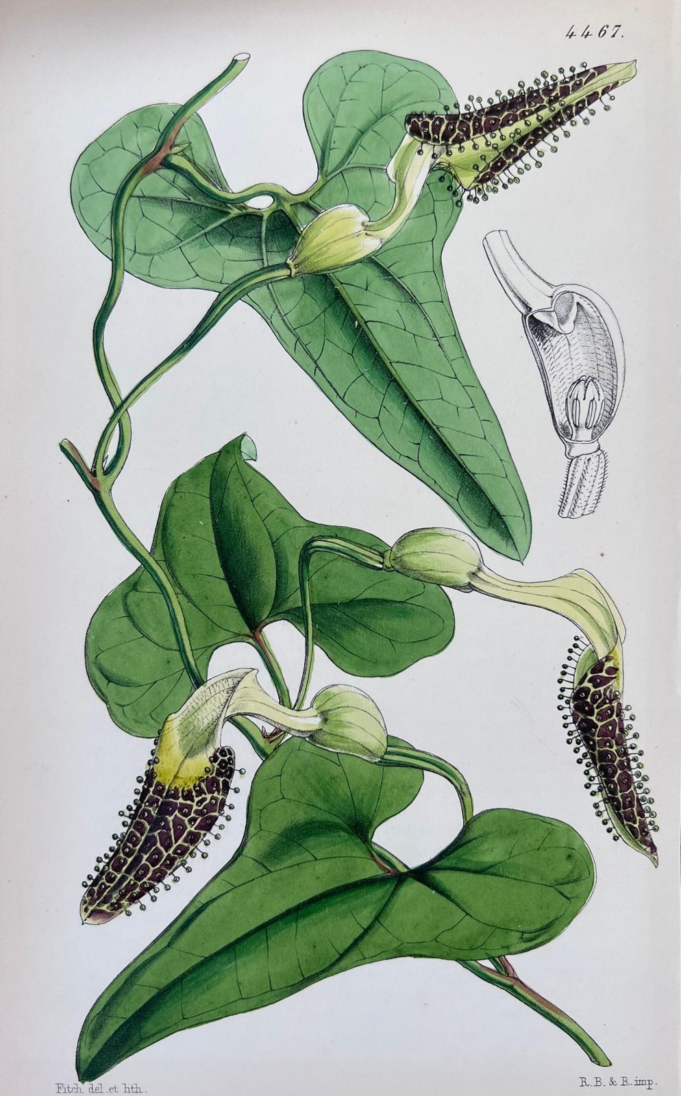 Unknownset Of Six Fine Antique British Hand Coloured Botanical Prints, Circa 1900'searly Mid 19th Century photo Art