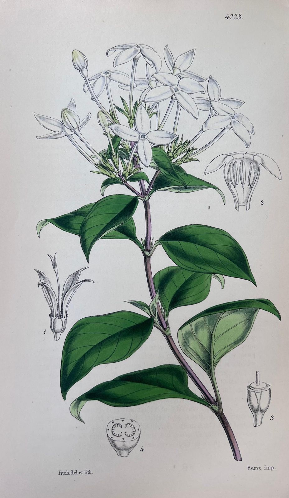Unknownset Of Six Fine Antique British Hand Coloured Botanical Prints, Circa 1900'searly Mid 19th Century photo for sale
