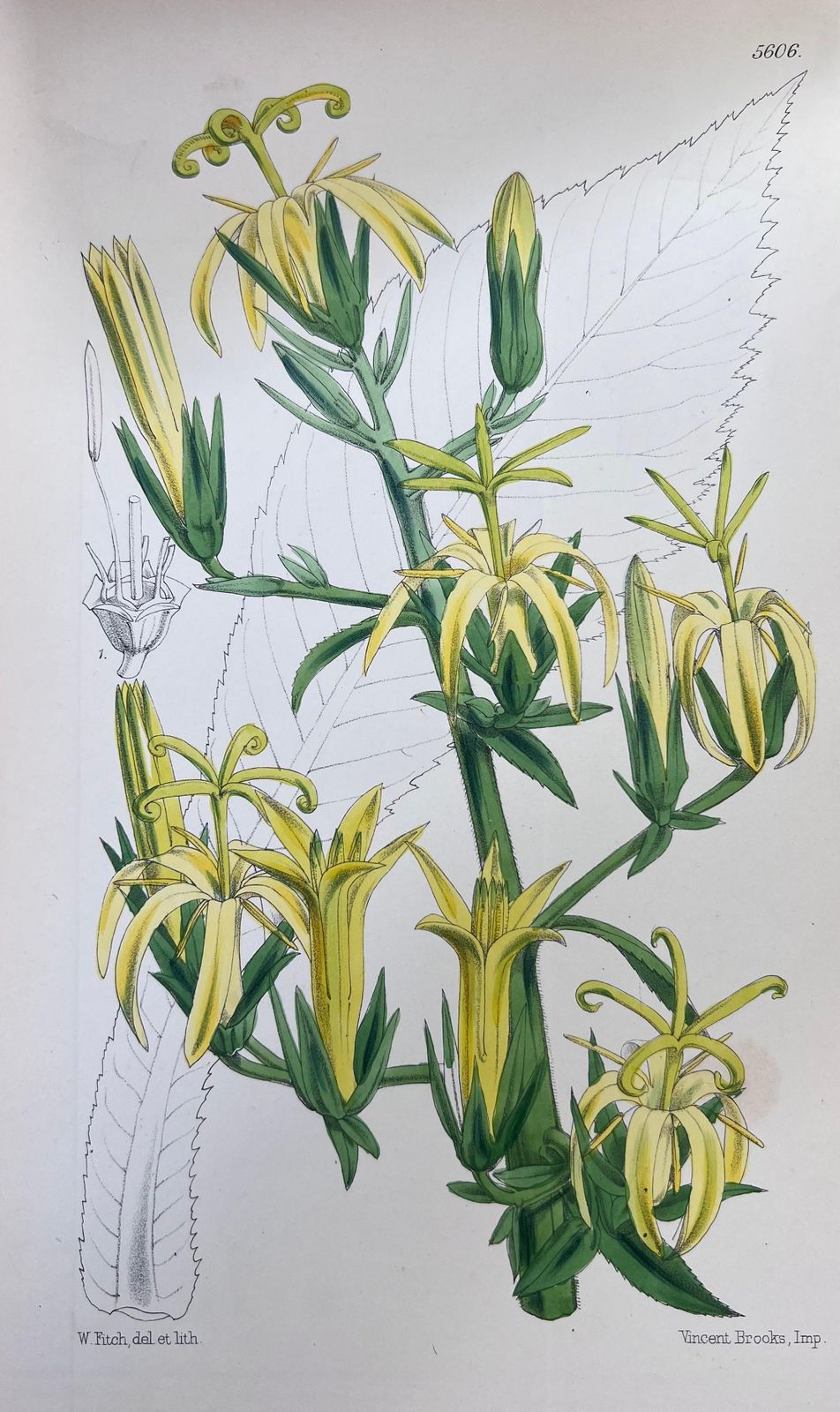 Unknownset Of Six Fine Antique British Hand Coloured Botanical Prints, Circa 1900'searly Mid 19th Century photo for sale