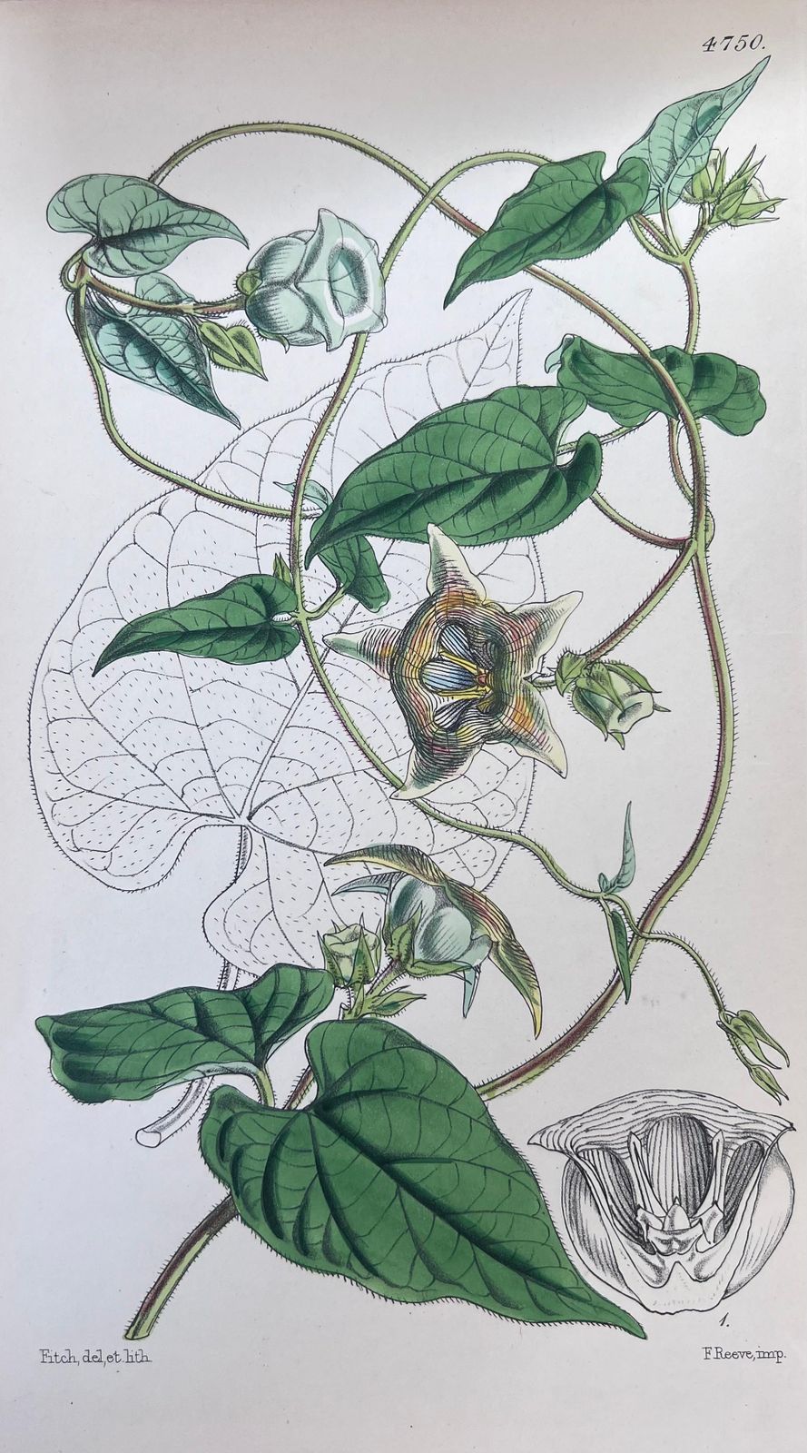 Unknownset Of Six Fine Antique British Hand Coloured Botanical Prints, Circa 1900'searly Mid 19th Century photo 408.0