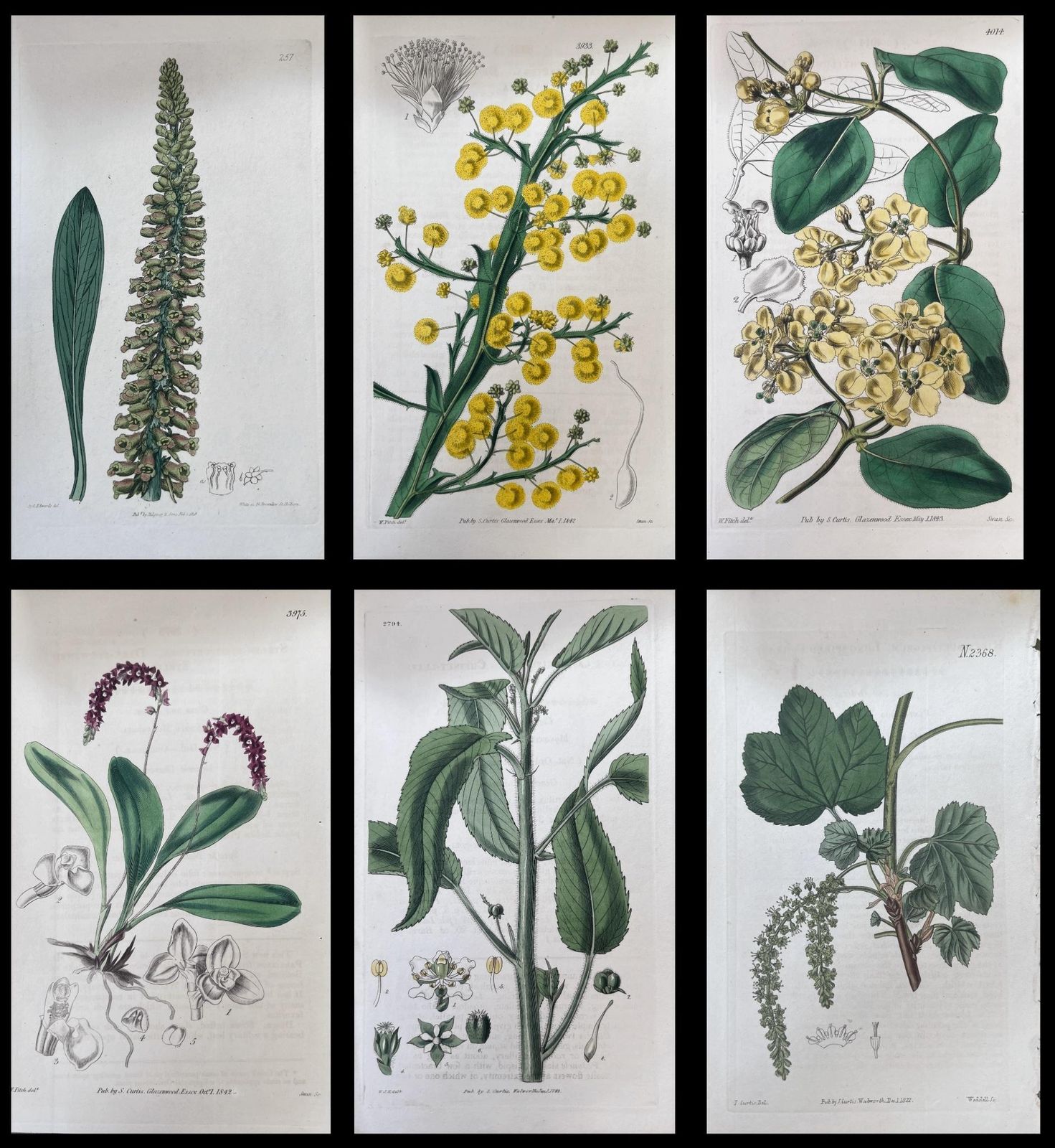 Unknownset Of Six Fine Antique British Hand Coloured Botanical Prints, Circa 1900'searly Mid 19th Century